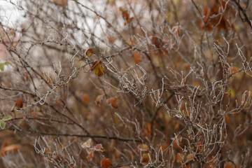 Bare tree branches coated with morning frost