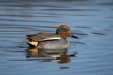 Eurasian teal adult male portrait swimming in blue waterhole, sunset golden hour light and typical colors visible 