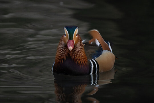 Mandarin duck adult male swimming in a waterhole during breeding season, colorful plumage colors visible 