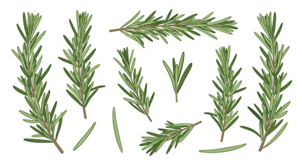 Fototapeta premium Fresh rosemary sprigs arranged in different directions showcasing slender leaves and woody stems for culinary garnish and fragrant herb use.