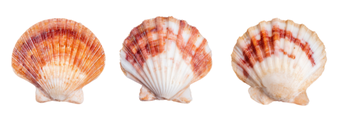 Showcasing beautiful seashells transparent background still life photography natural setting