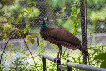 Wild peacocks roaming in the grass and fences of Okinawa, Japan.