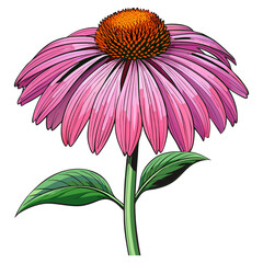 Pink Purple Echinacea Coneflower with Green Leaves and Stem Botanical Illustration