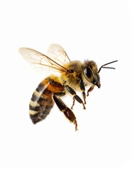 Bee Close Up, Honeybee Macro View on White Background No Shadow