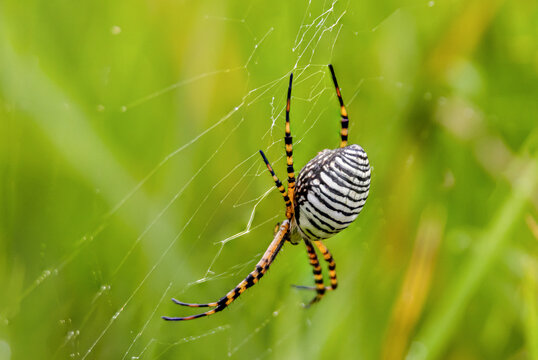 Ara&ntilde;a tejedora