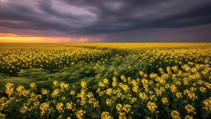 stunning 4k realistic desktop wallpaper showcasing vibrant yellow flower field with dynamic stormy