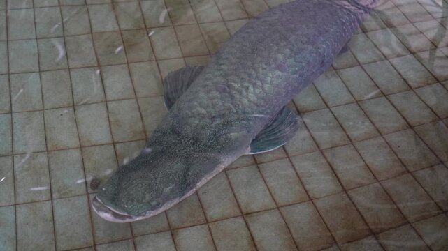 A close-up, high-angle shot of a massive Arapaima fish swimming in a tiled pool.