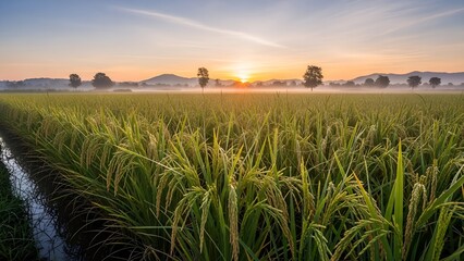 Golden Sunrise over a Misty Rice Paddy Field