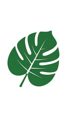 A stylized dark green Monstera deliciosa leaf with iconic splits and a central vein, isolated on white