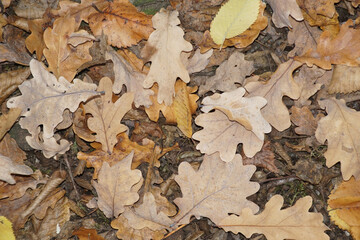 Fototapeta premium Eichenlaub braun auf Boden Herbstnachmittag quercus