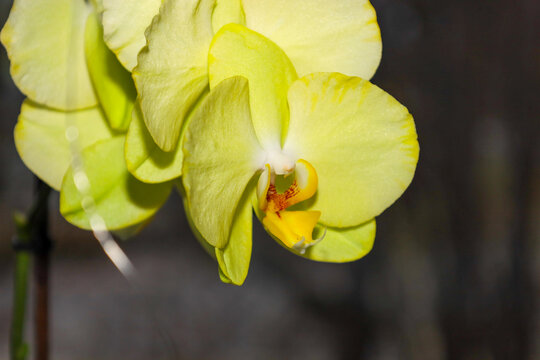 ​A macro shot of a delicate lemon-yellow Phalaenopsis orchid demonstrates the elegant structure of its petals and a bright lip with reddish-brown speckles.