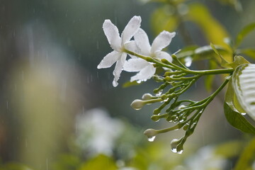 Delicate White Jasmine Flowers with Water Droplets After Rain.