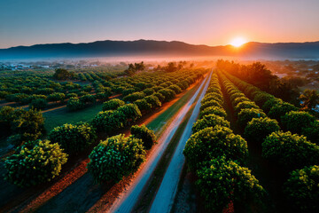 Obraz premium Aerial view of a fruit orchard at sunrise with rows of trees and a dirt path running through them