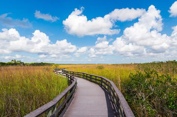 Fototapeta premium Passerelle en bois du Anhinga Trail dans le parc des Everglades en Floride sous un ciel bleu