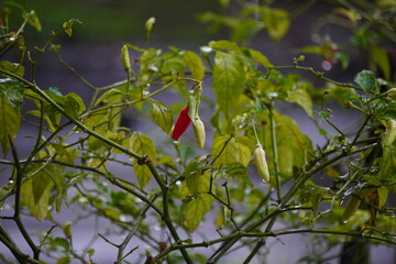 Vibrant Red Chili Pepper Growing on a Lush Green Plant.