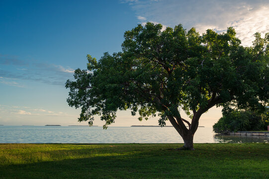 Vue paisible avec une lumi&egrave;re de fin de journ&eacute;e d'un bel arbre au bord de la baie de Floride &agrave; Flamingo, parc national des Everglades, Floride