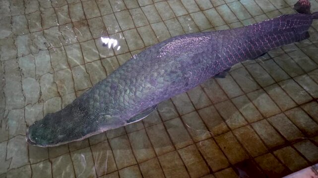A close-up, high-angle shot of a massive Arapaima fish swimming in a tiled pool.