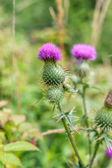 Obraz premium Vibrant Purple Thistle Flower in Summer Meadow