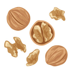 Walnut &ndash; Hand Drawn Food Illustration Isolated on White Background