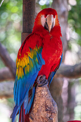 red and blue macaw