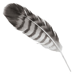 Large black and white feather isolated on a transparent background