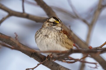 The white-throated sparrow is a passerine bird of the New World sparrow family Passerellidae.