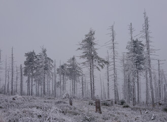 Martwy las w zamglonej zimowej scenerii