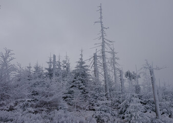 Martwy las w zamglonej zimowej scenerii