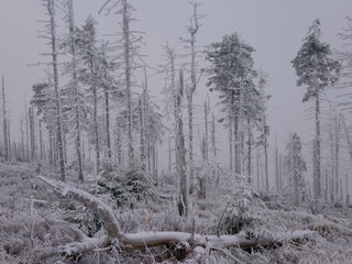 Martwy las w zamglonej zimowej scenerii
