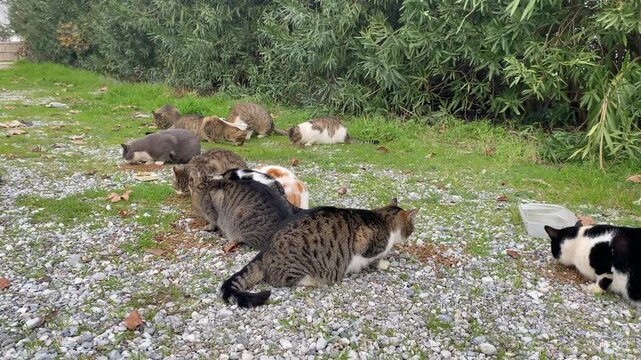 Playful cats in a green garden setting explore, relax, and interact