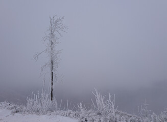 Martwy las w zamglonej zimowej scenerii