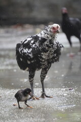 A speckled hen pecks at the ground near a small bird.