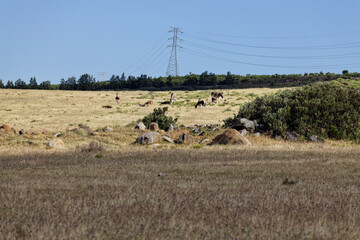 Wildlife grazing on a hill in a private reserve