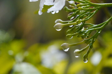 Close up of water droplets on green plant buds and white flowers after rain.