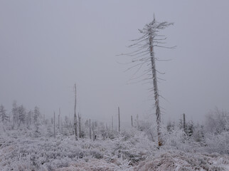 Martwy las w zamglonej zimowej scenerii