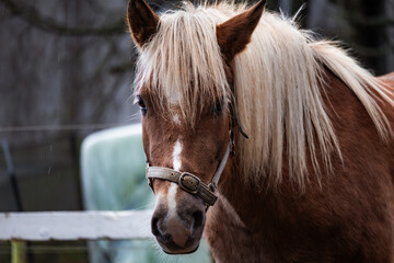 Photo of elegant horses grazing on a sunny farm, surrounded by green pastures and wooden fences. Captured with soft natural light highlighting their movement and beauty.  © Vitalii