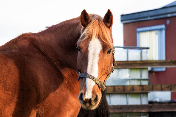 Obraz premium Photo of elegant horses grazing on a sunny farm, surrounded by green pastures and wooden fences. Captured with soft natural light highlighting their movement and beauty. 