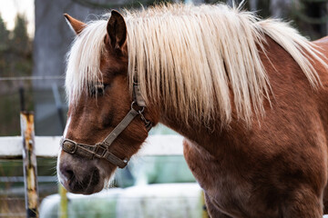 Photo of elegant horses grazing on a sunny farm, surrounded by green pastures and wooden fences. Captured with soft natural light highlighting their movement and beauty. © Vitalii
