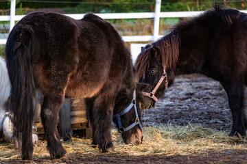 Photo of elegant horses on a farm, grazing in lush green pastures with rustic fencing. Natural lighting accentuates their coats, movement, and serene surroundings. Ideal for nature photography, equest © Vitalii