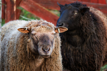 Photo of cute and interesting sheep grazing on a farm, with lush green pastures and wooden fences....