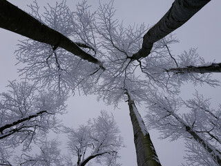 Zimowy g&oacute;rski krajobraz spowity w gęstej mgle