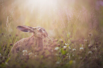 European hare sitting in a flowering summer meadow at sunset, cute wild rabbit in golden hour light with soft bokeh and copy space © Mirko Harlos