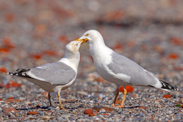 Mewa srebrzysta (Larus argentatus) © Grzegorz