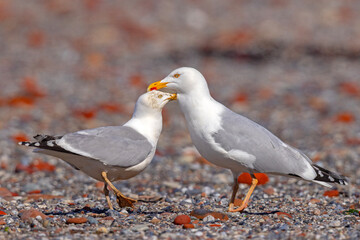 Mewa srebrzysta (Larus argentatus) © Grzegorz