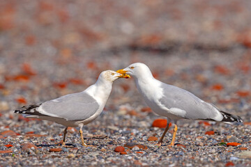 Mewa srebrzysta (Larus argentatus) © Grzegorz