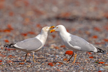 Mewa srebrzysta (Larus argentatus) © Grzegorz