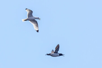 alka zwyczajna, alka krzywonosa (Alca torda) © Grzegorz