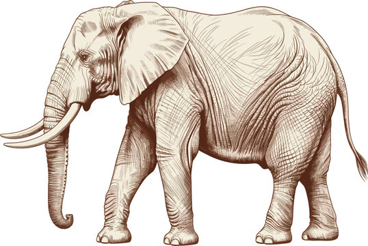 Detailed hand drawn vintage elephant vector illustration isolated on a white background