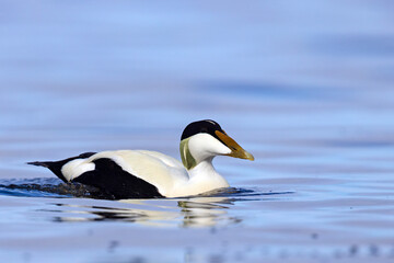 Edredon, miękkopiór (Somateria mollissima) © Grzegorz