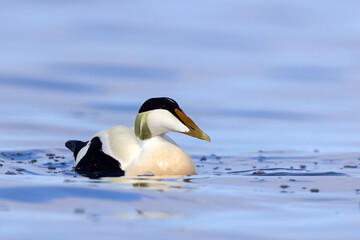 Edredon, miękkopiór (Somateria mollissima) © Grzegorz